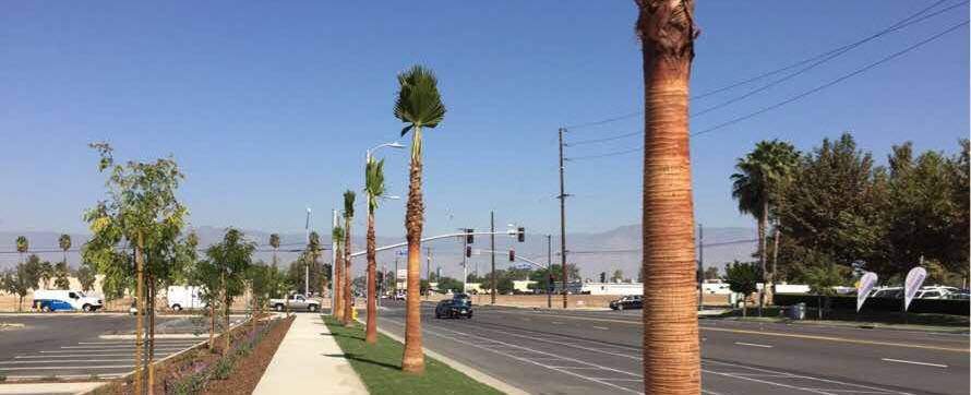 The new row of trees